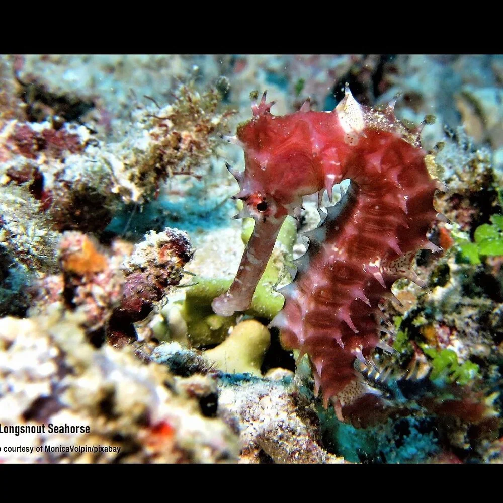 The Crafty Hobbit 2026 seahorses